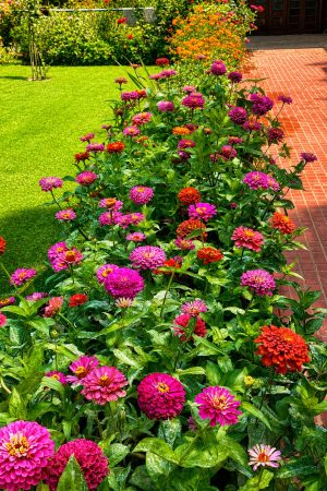 Lakshmi Guest House Beautiful Flower in Srinagar